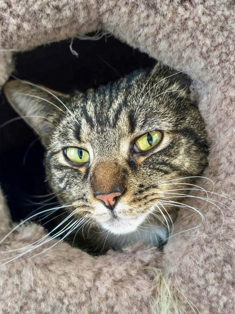 Odysseus thumbnail 4