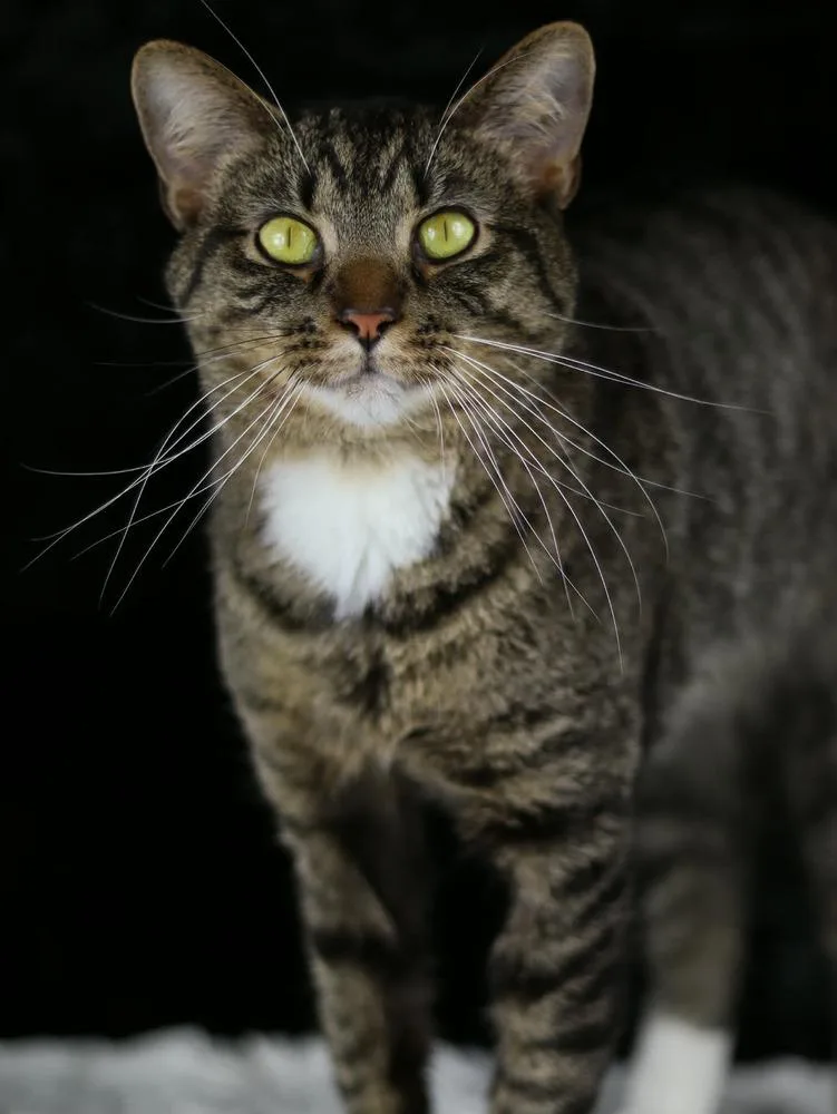 Odysseus thumbnail 5