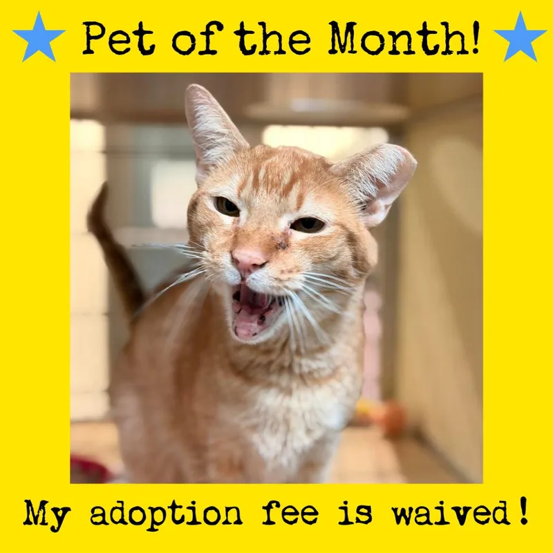 Orange Pop thumbnail 2