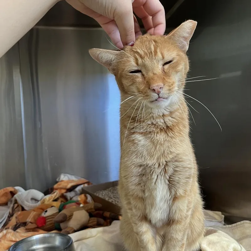 Orange Pop thumbnail 3