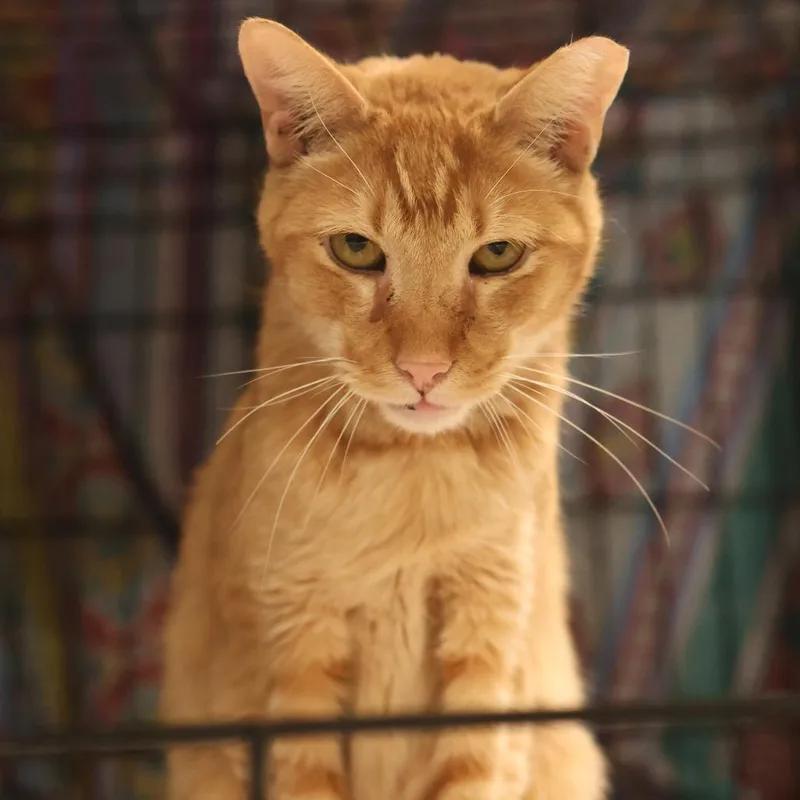 Orange Pop thumbnail 4