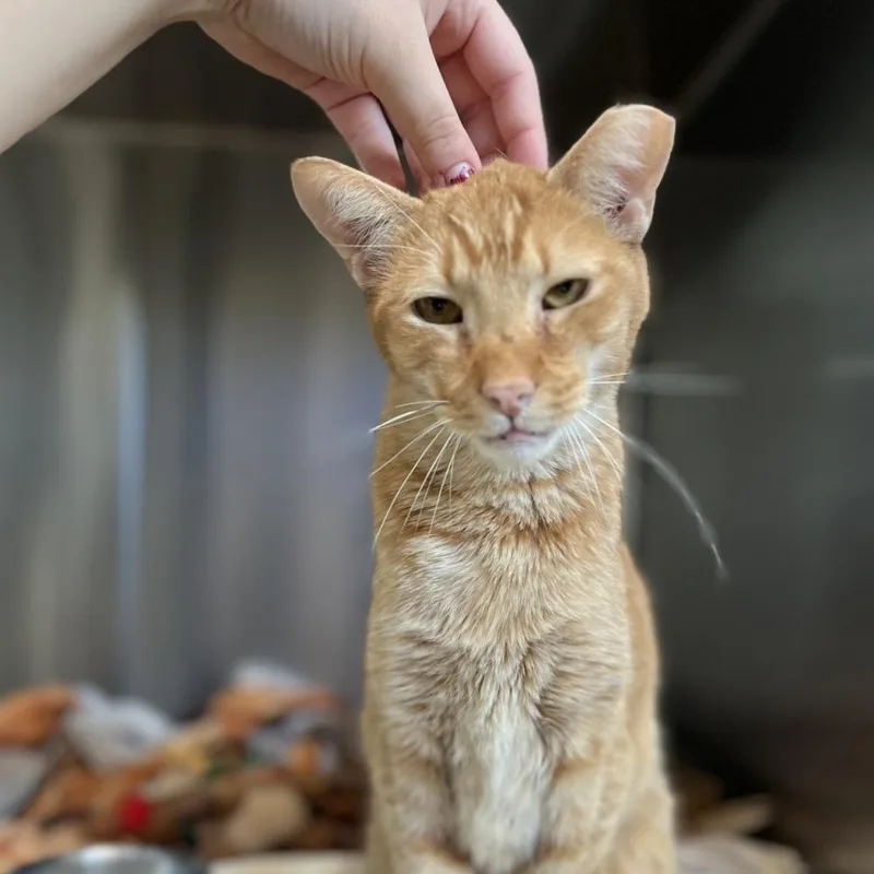 Orange Pop thumbnail 5