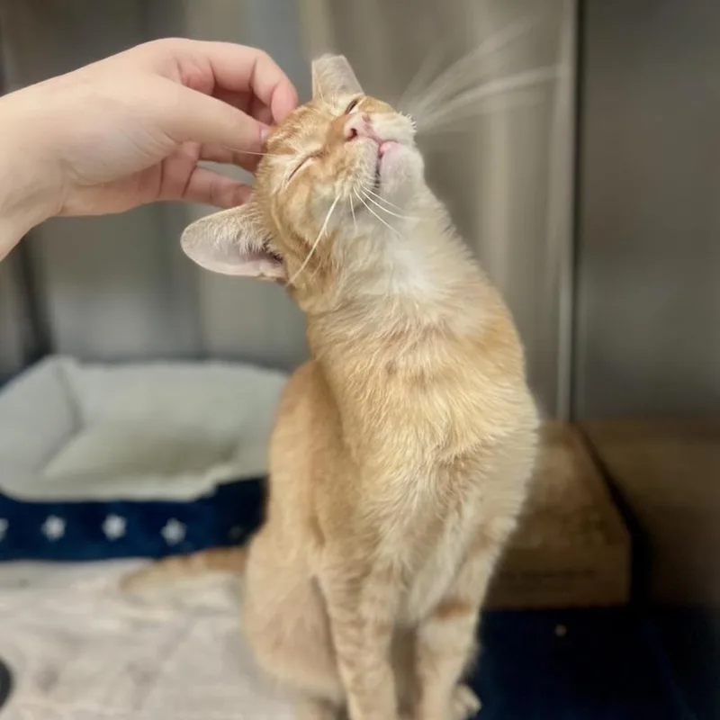 Orange Pop thumbnail 6