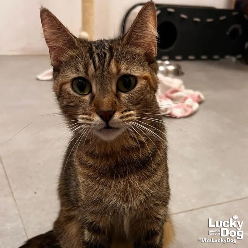 Carolina thumbnail 2