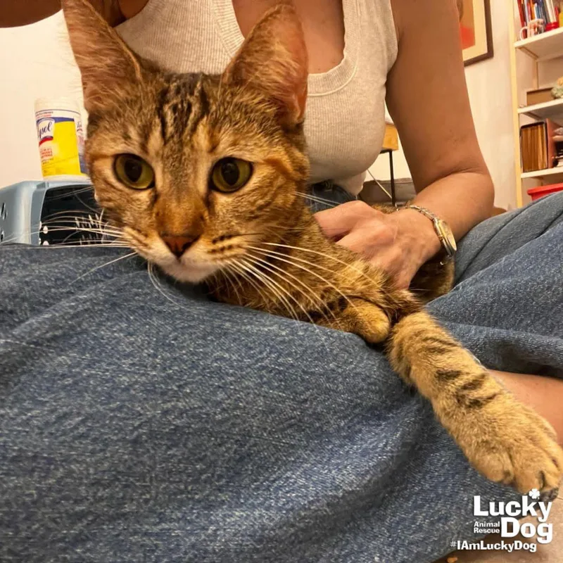 Carolina thumbnail 3