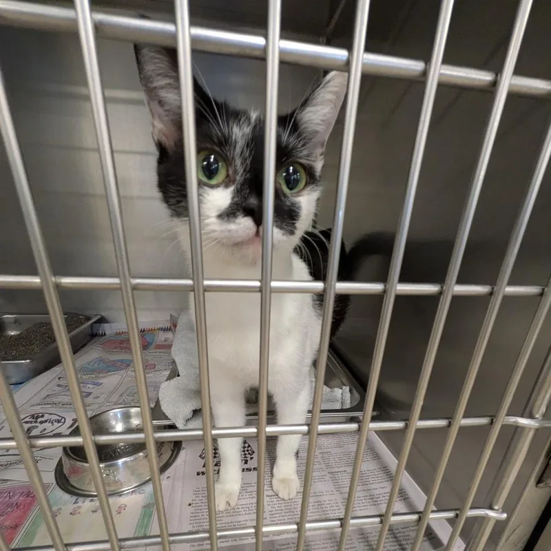 Little Debbie thumbnail 3