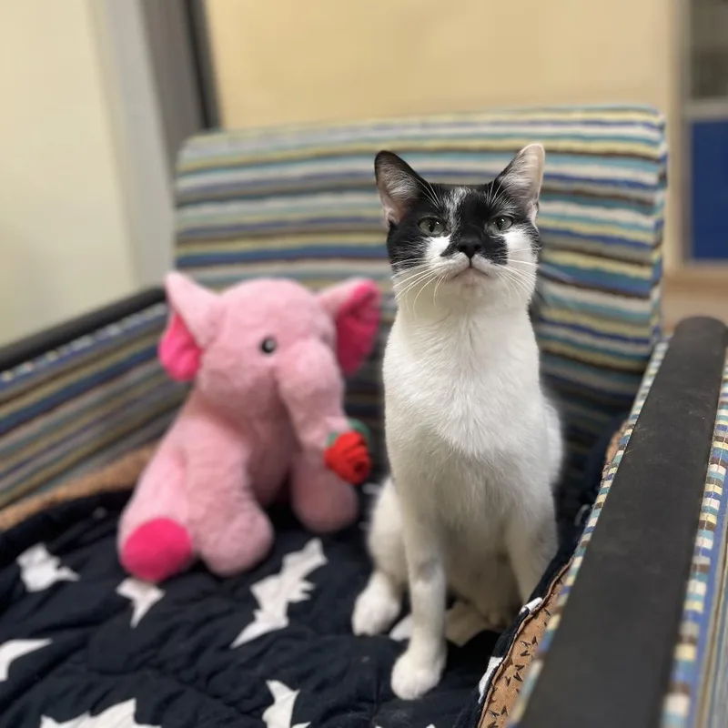 Little Debbie thumbnail 4