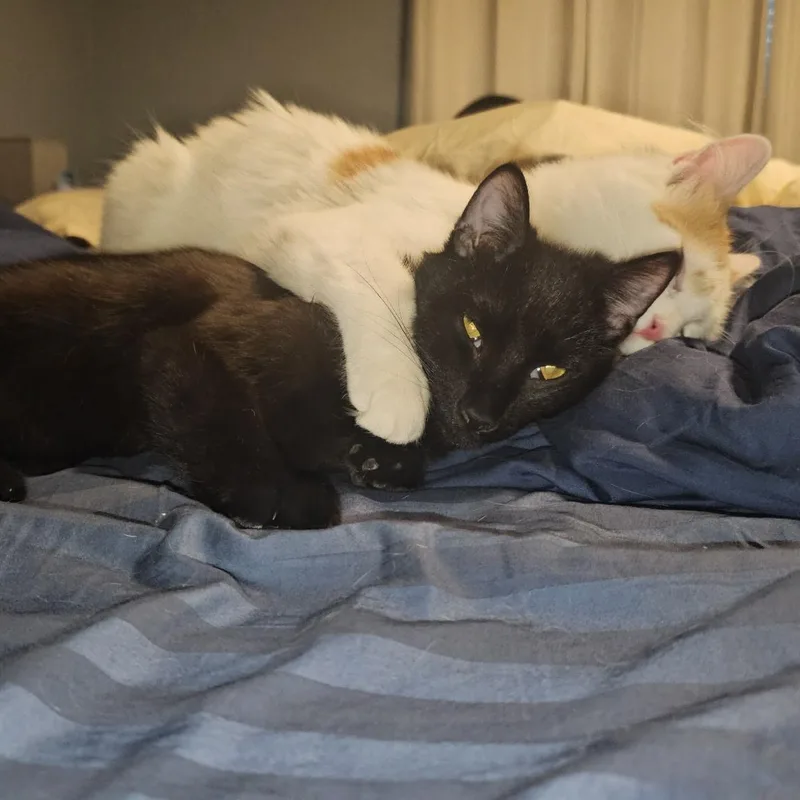 Little Muffin thumbnail 2