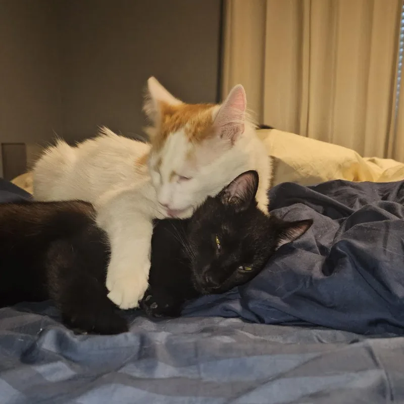 Little Muffin thumbnail 3