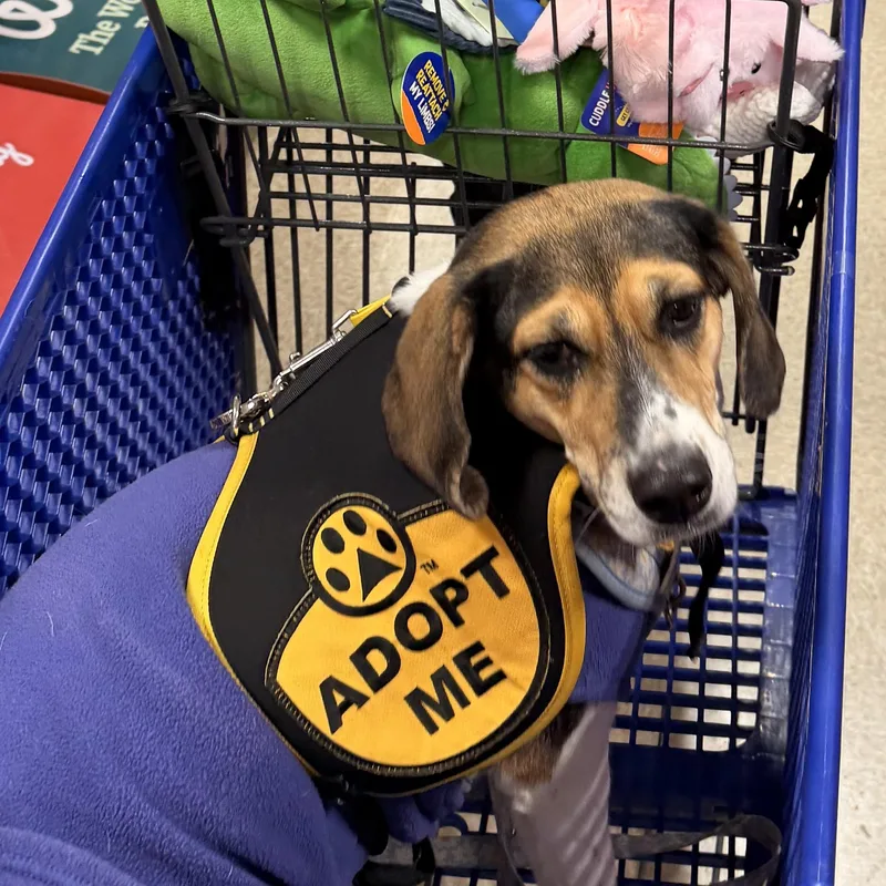 Theodora Teddy thumbnail 2