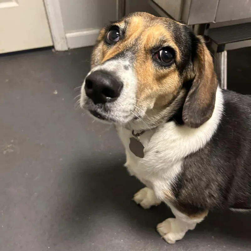 Theodora Teddy thumbnail 5