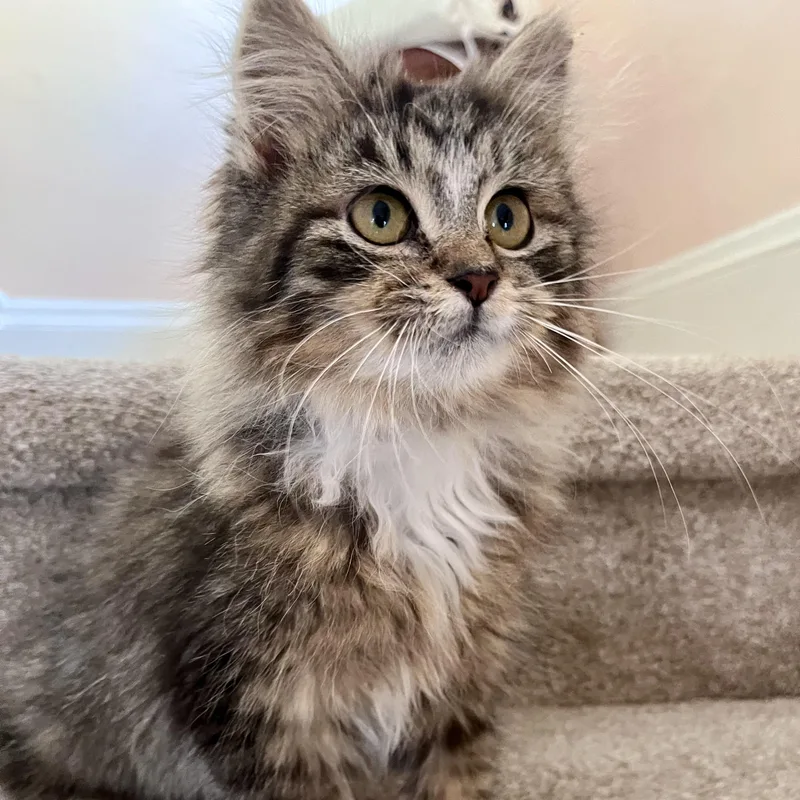 Frankie & Daisy thumbnail 3