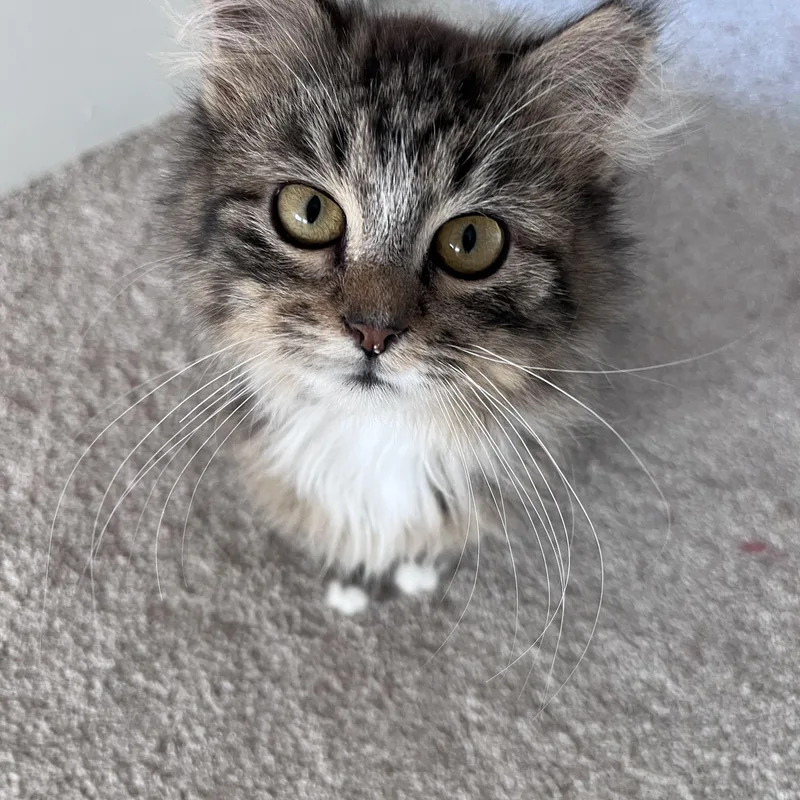 Frankie & Daisy thumbnail 4