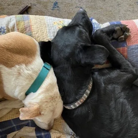 Better Than Burt Reynolds thumbnail 2