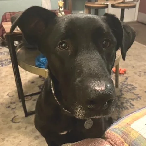 Better Than Burt Reynolds thumbnail 4