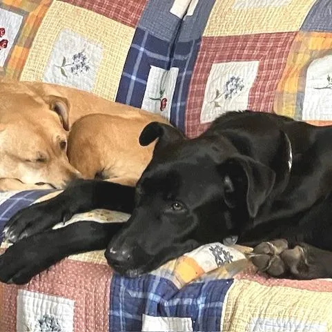 Better Than Burt Reynolds thumbnail 5