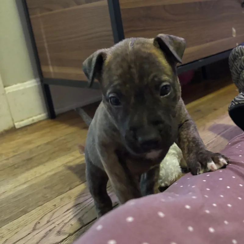 Blackjack thumbnail 2