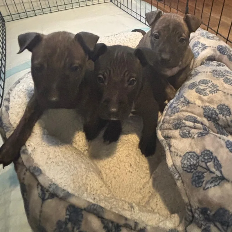 Blackjack thumbnail 3