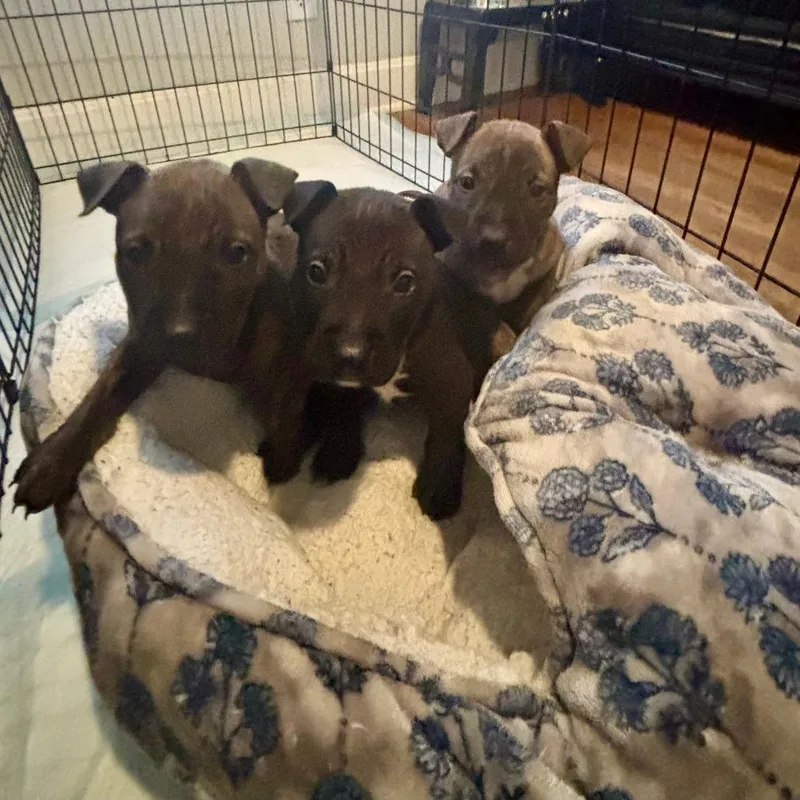 Blackjack thumbnail 4