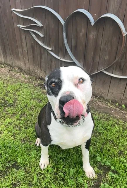 Magic Mike thumbnail 3