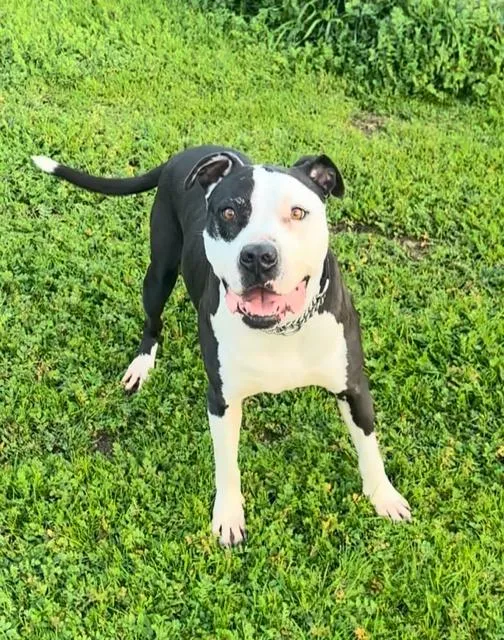 Magic Mike thumbnail 4