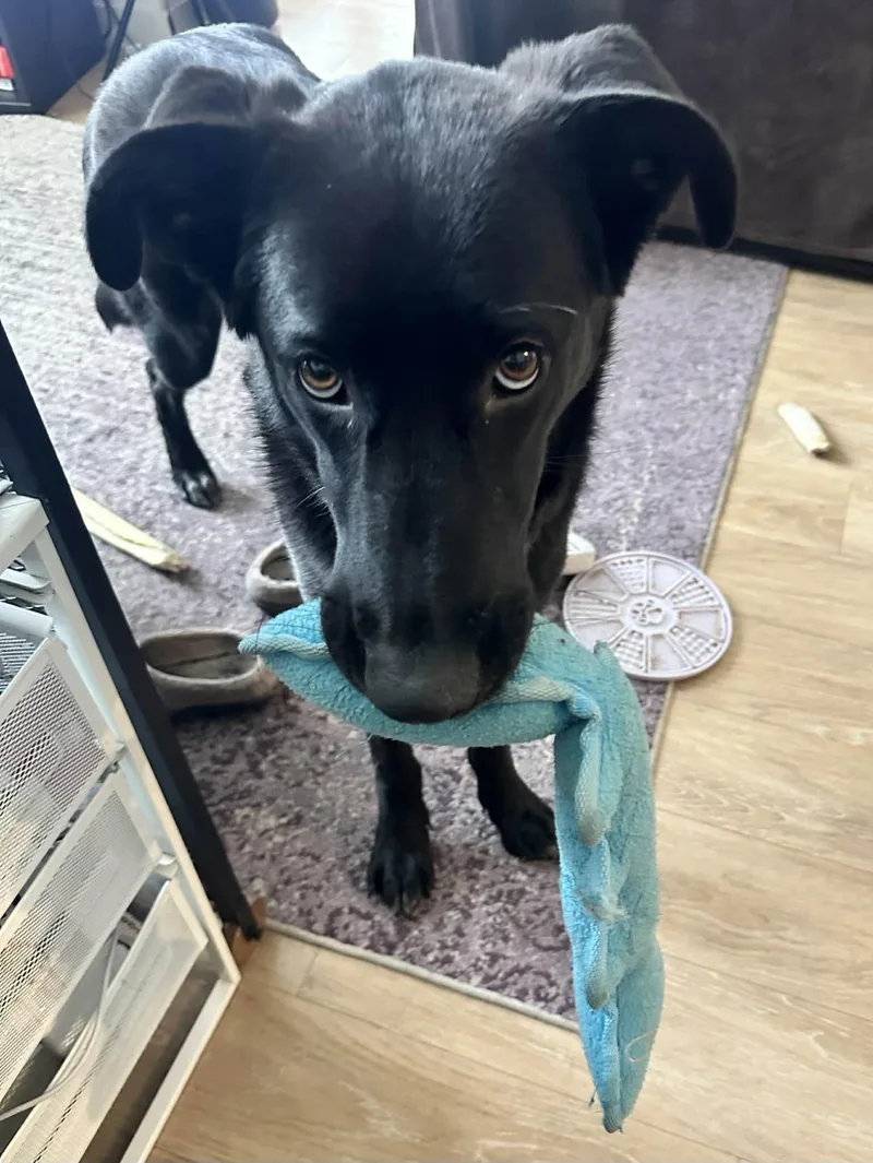 Mary Winchester thumbnail 2