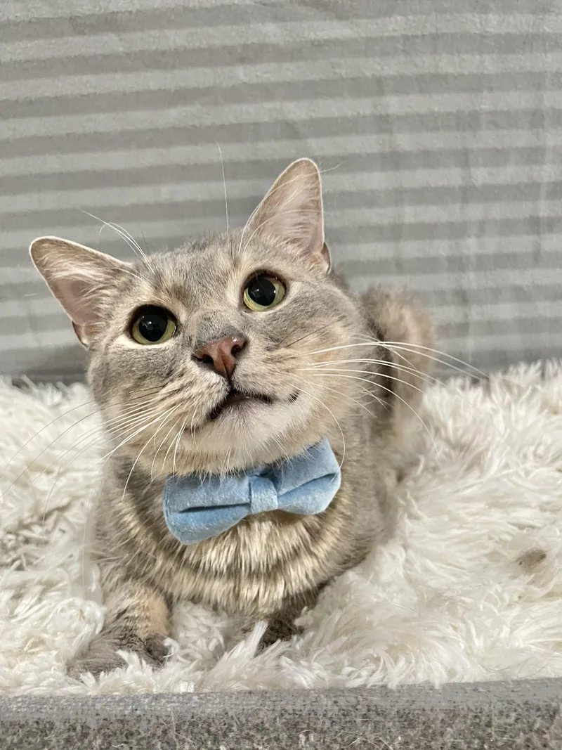 Confetti thumbnail 3