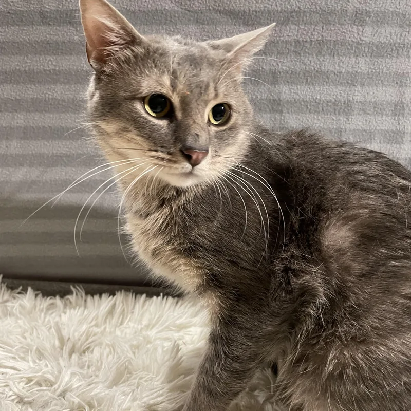 Confetti thumbnail 4