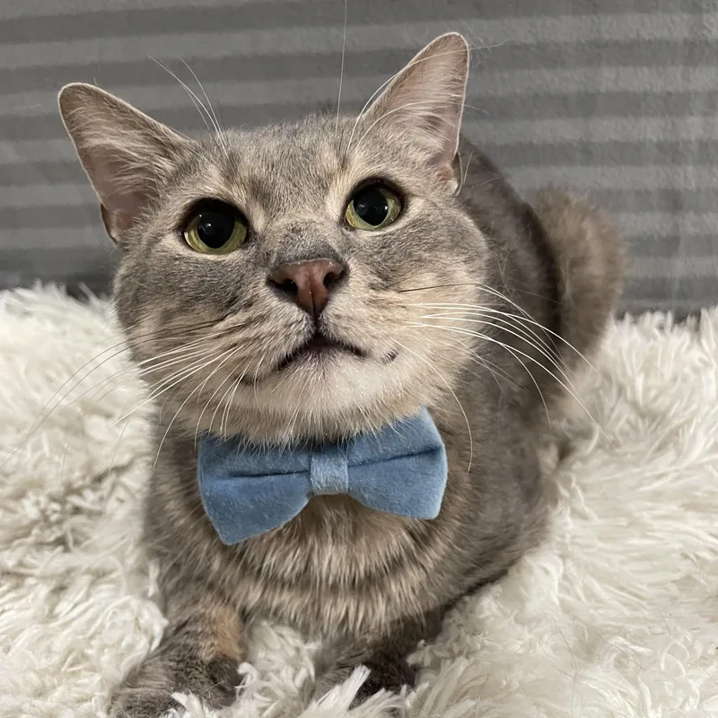 Confetti thumbnail 5