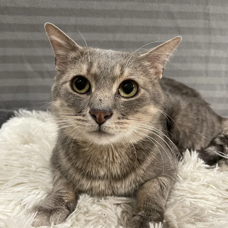 Confetti thumbnail 6