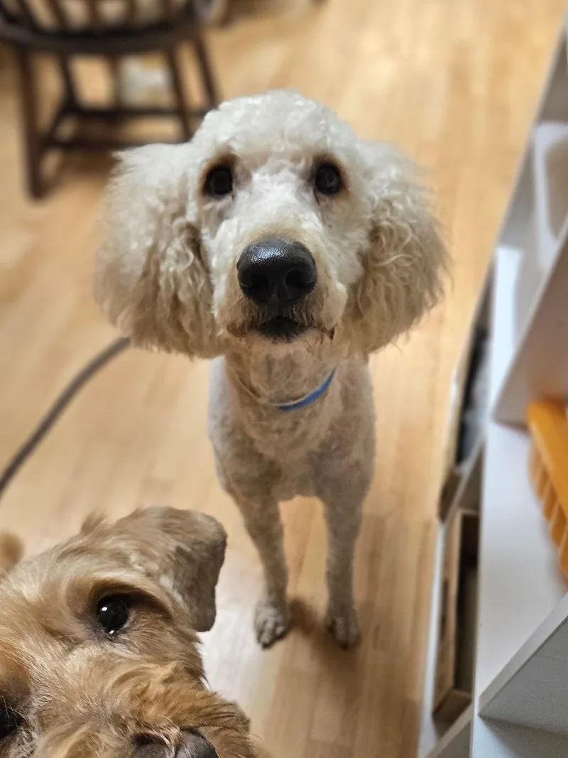 Cotton  $ thumbnail 2