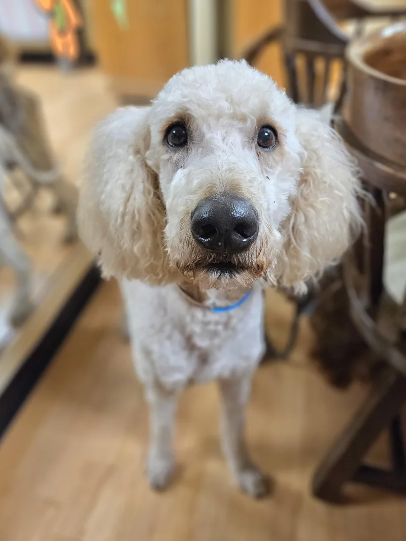 Cotton  $ thumbnail 3