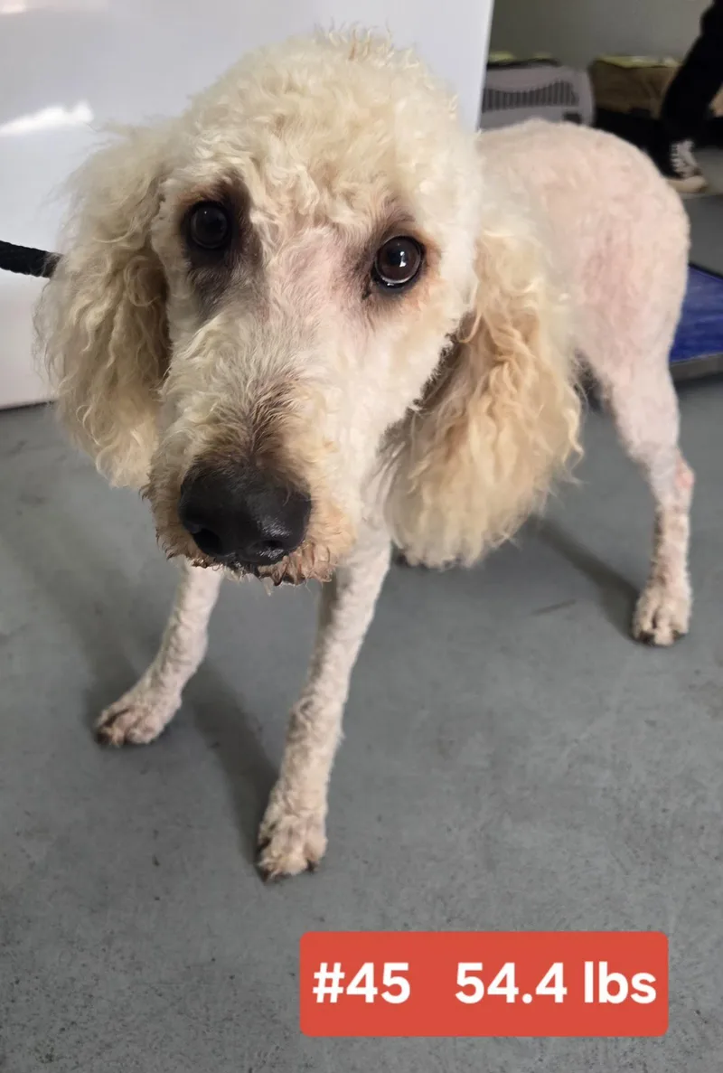 Cotton  $ thumbnail 4