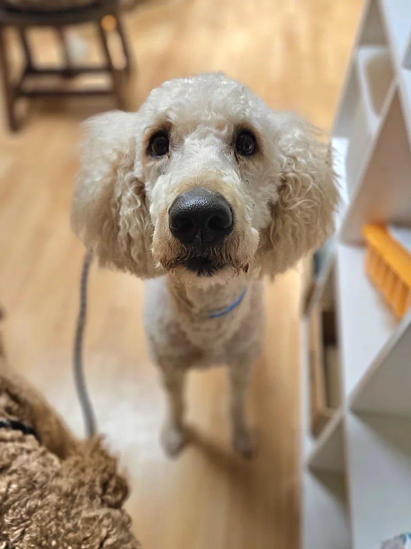 Cotton  $ thumbnail 5