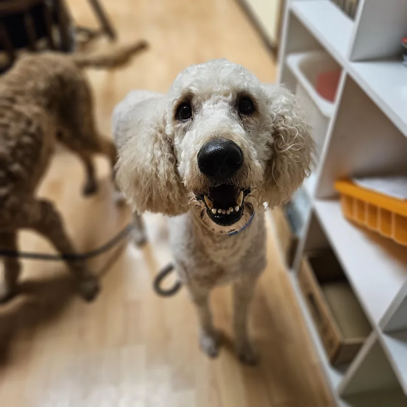 Cotton  $ thumbnail 6