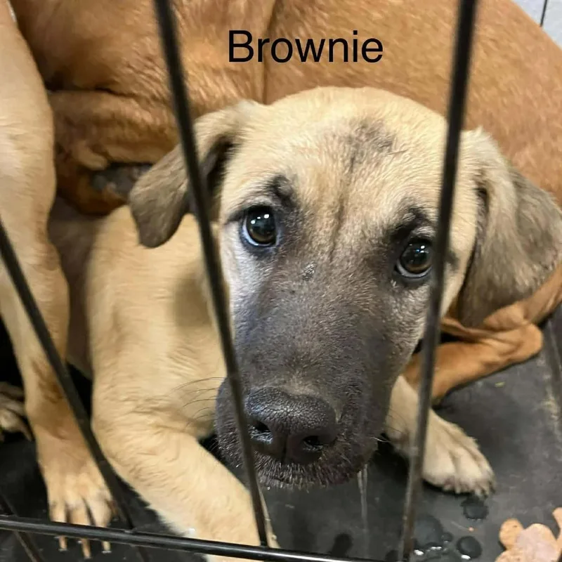 Brownie