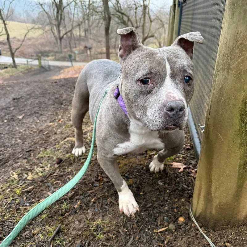 Lady Blue thumbnail 3