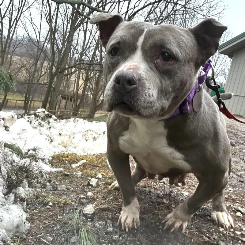 Lady Blue thumbnail 4