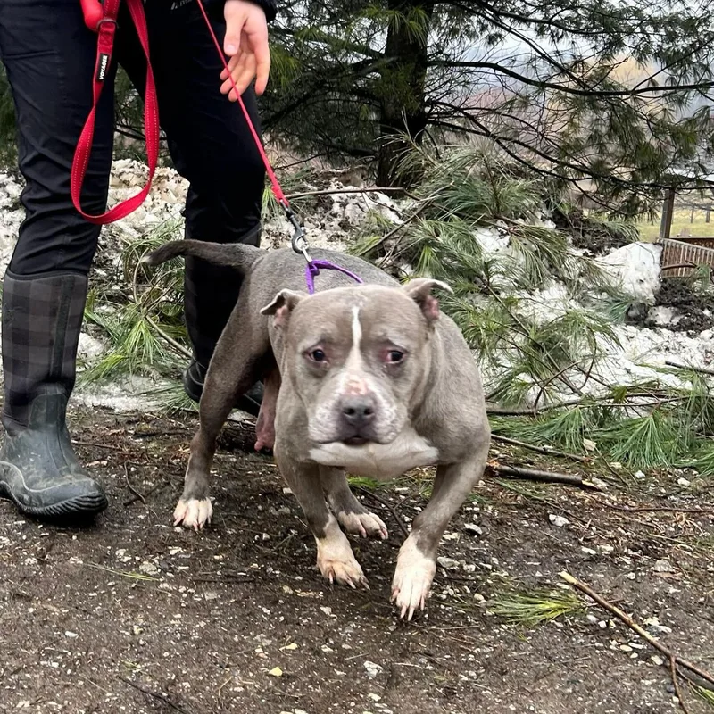 Lady Blue thumbnail 5