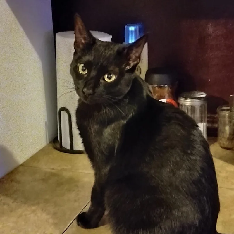 Betty Boop thumbnail 2