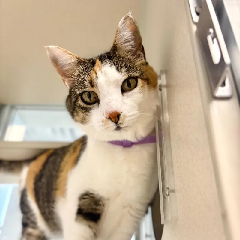 Winchester thumbnail 2