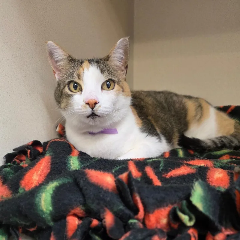 Winchester thumbnail 3