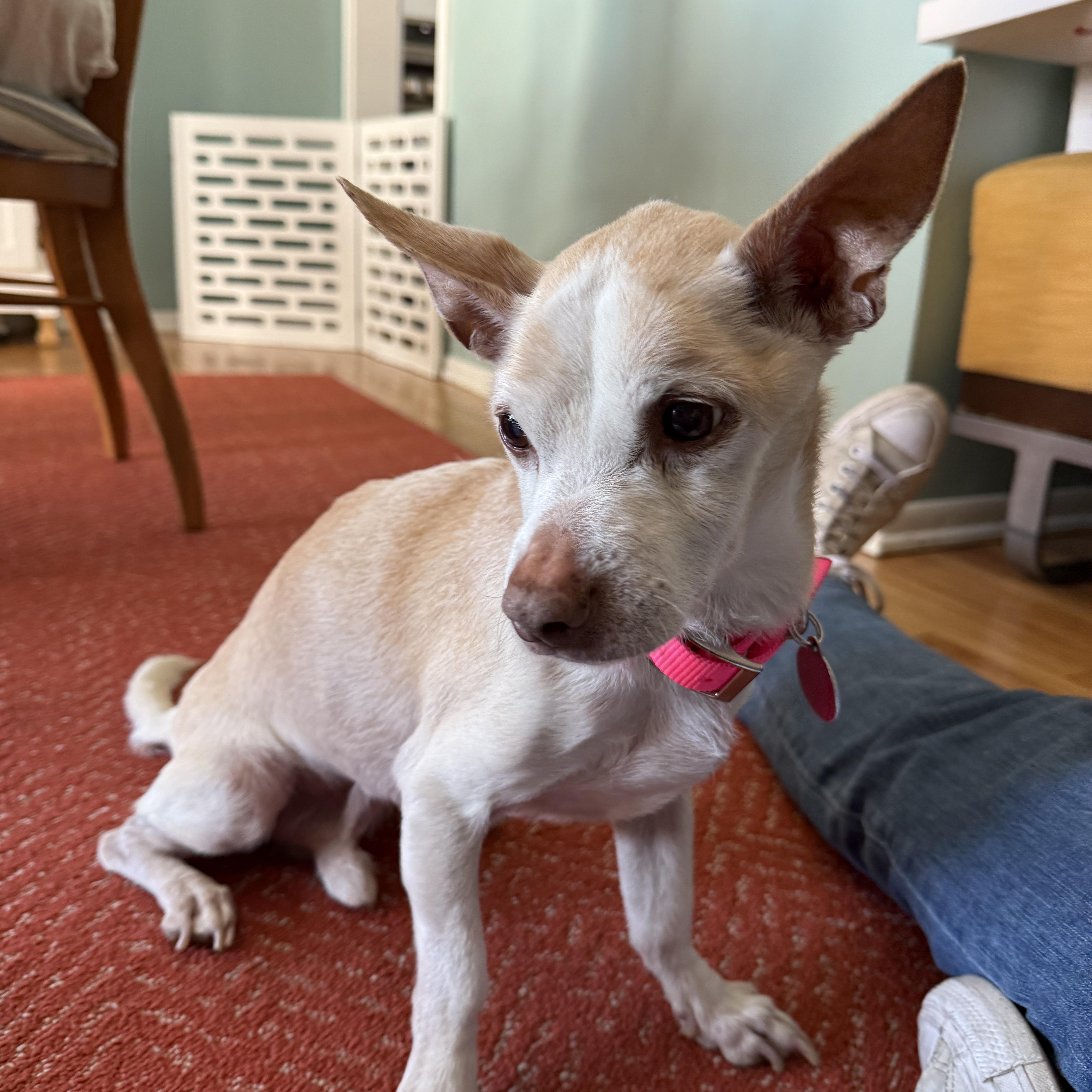 Panchito thumbnail 2