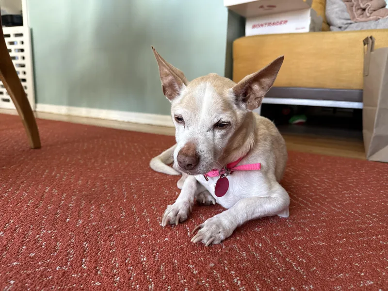 Panchito thumbnail 3