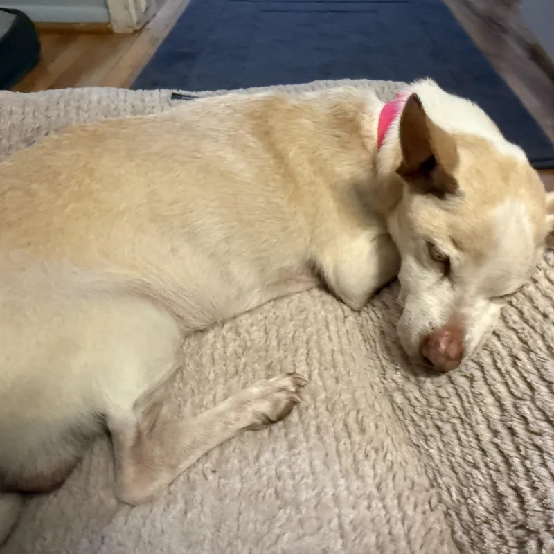 Panchito thumbnail 4