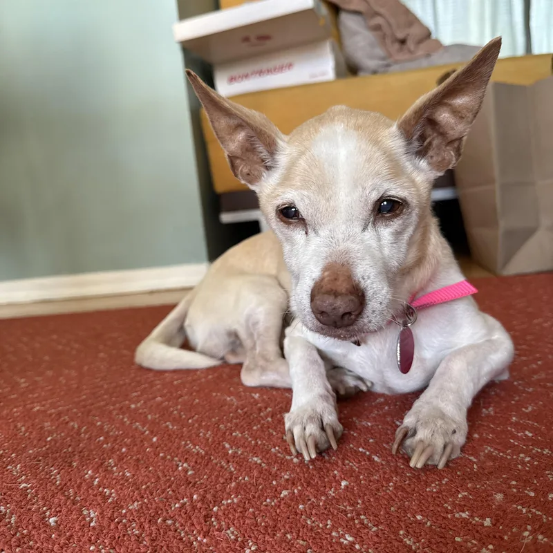 Panchito thumbnail 5