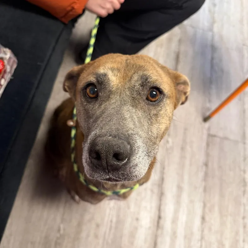 An adult medium-sized female Mixed Breed dog named Honey for adoption in Muncie, IN