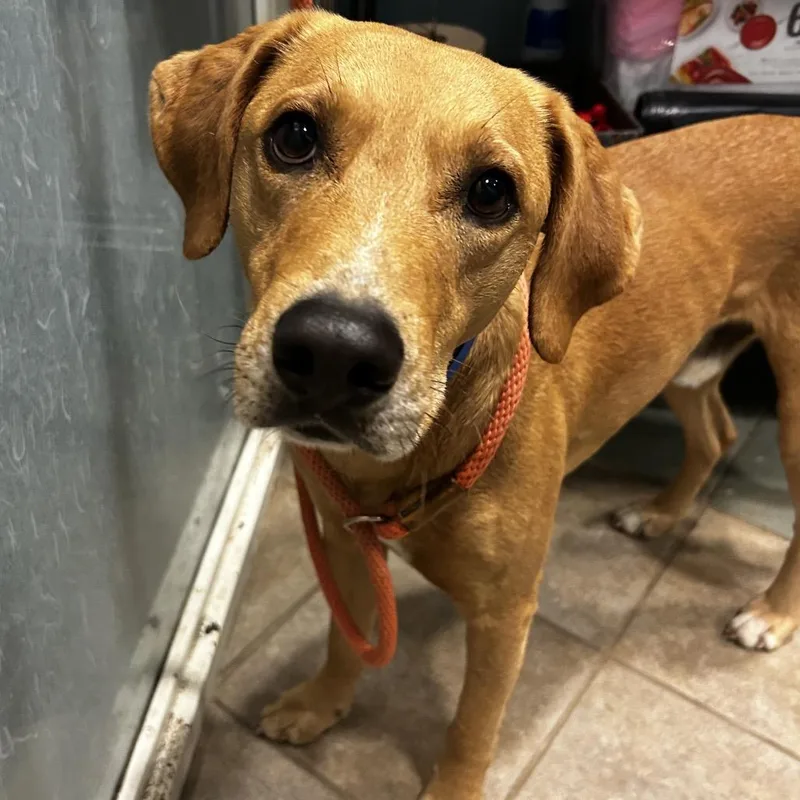 Rigatoni thumbnail 2