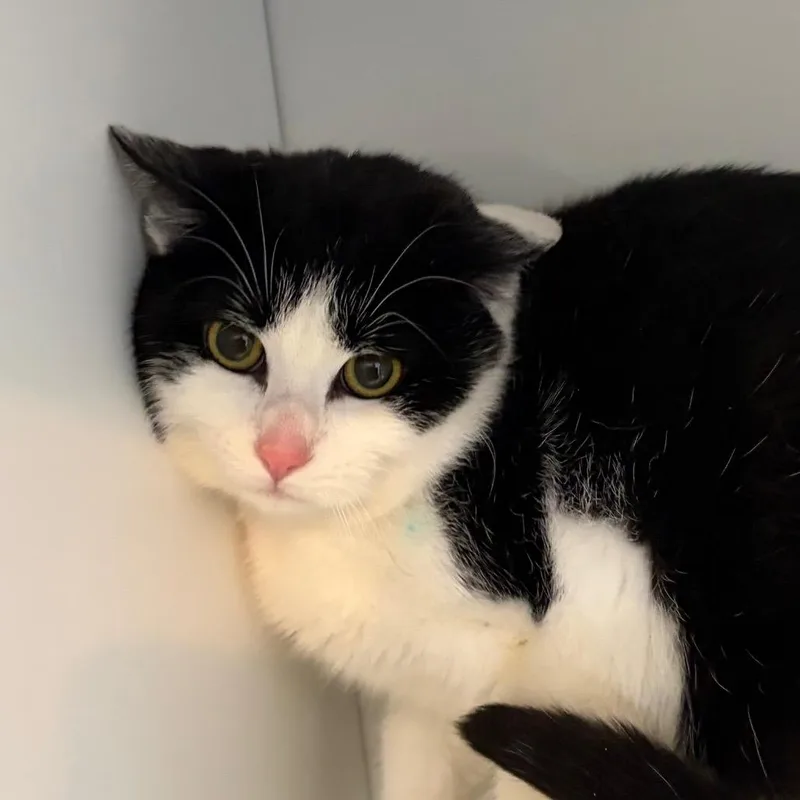 Scatter Bat thumbnail 2