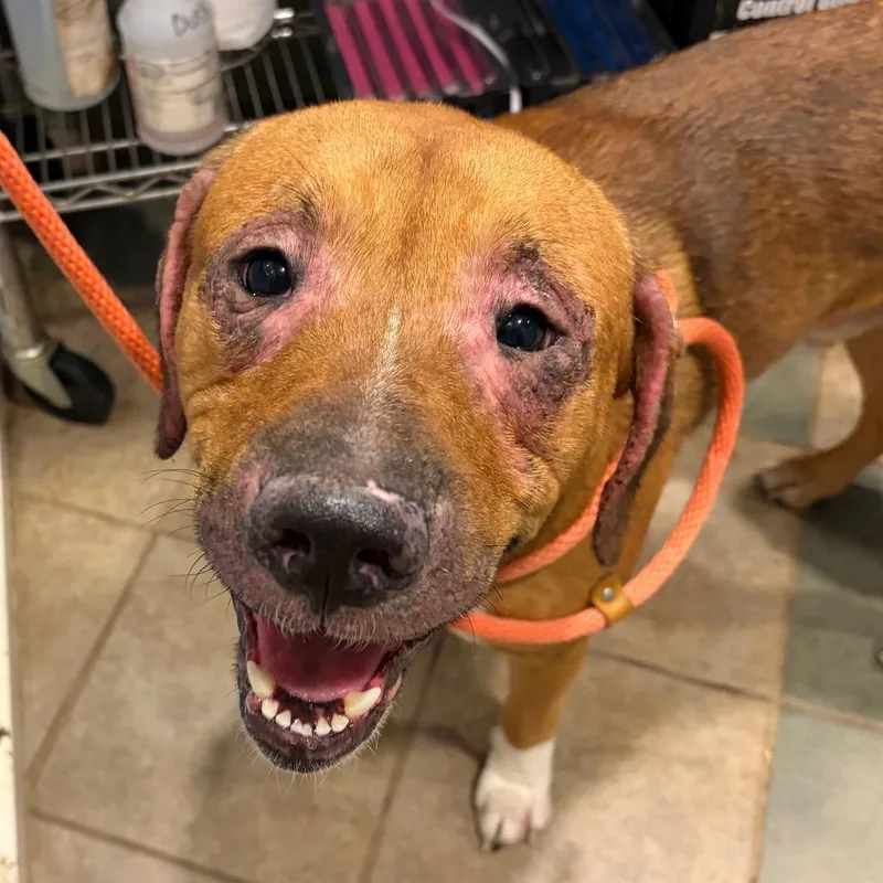 Chestnut thumbnail 2